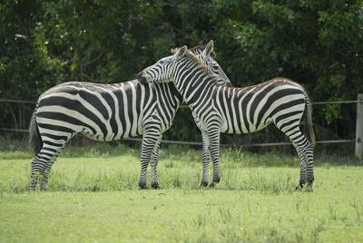 Zebras